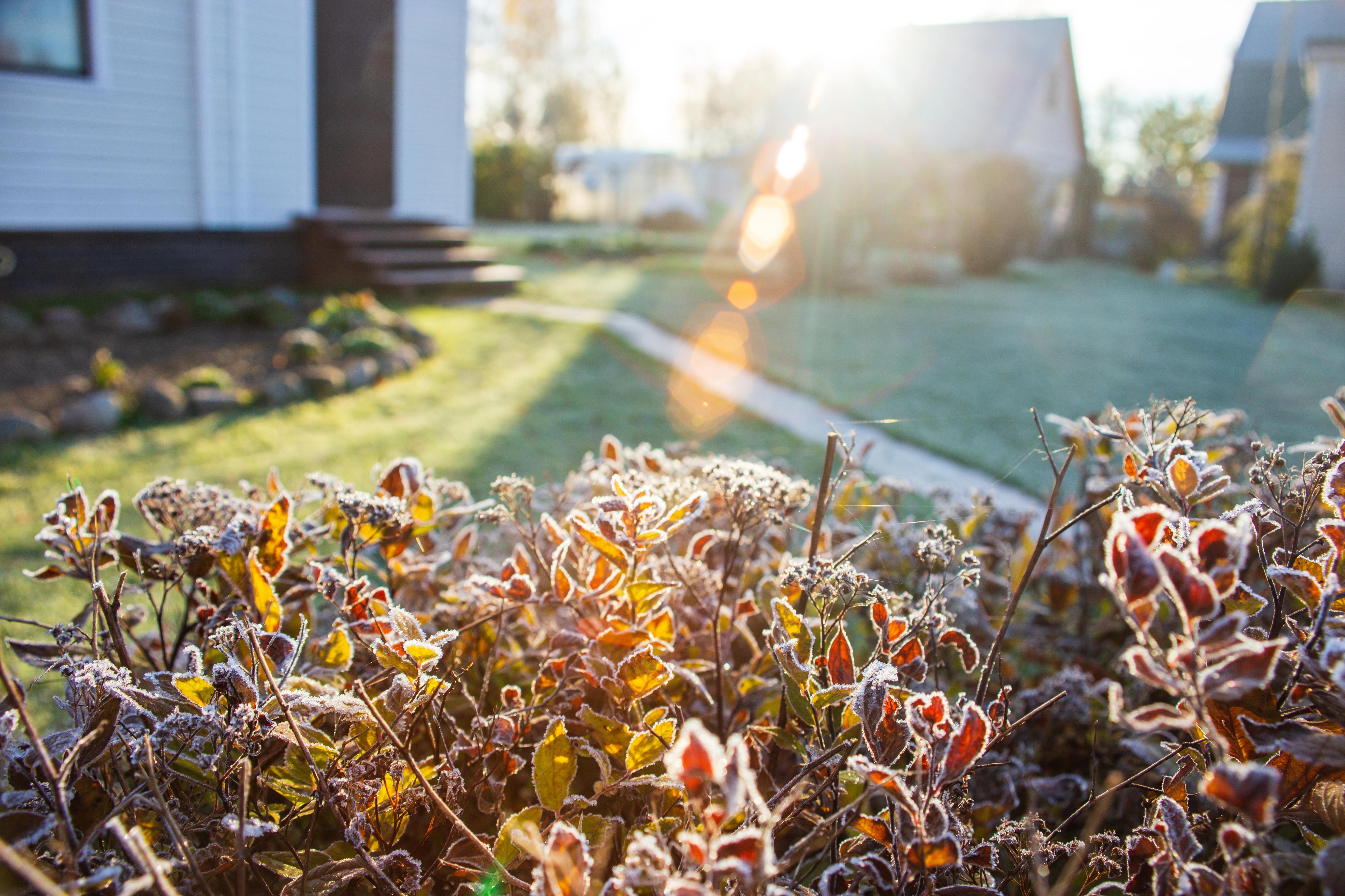 Zakrytá rostlina netkanou textilií na záhoně