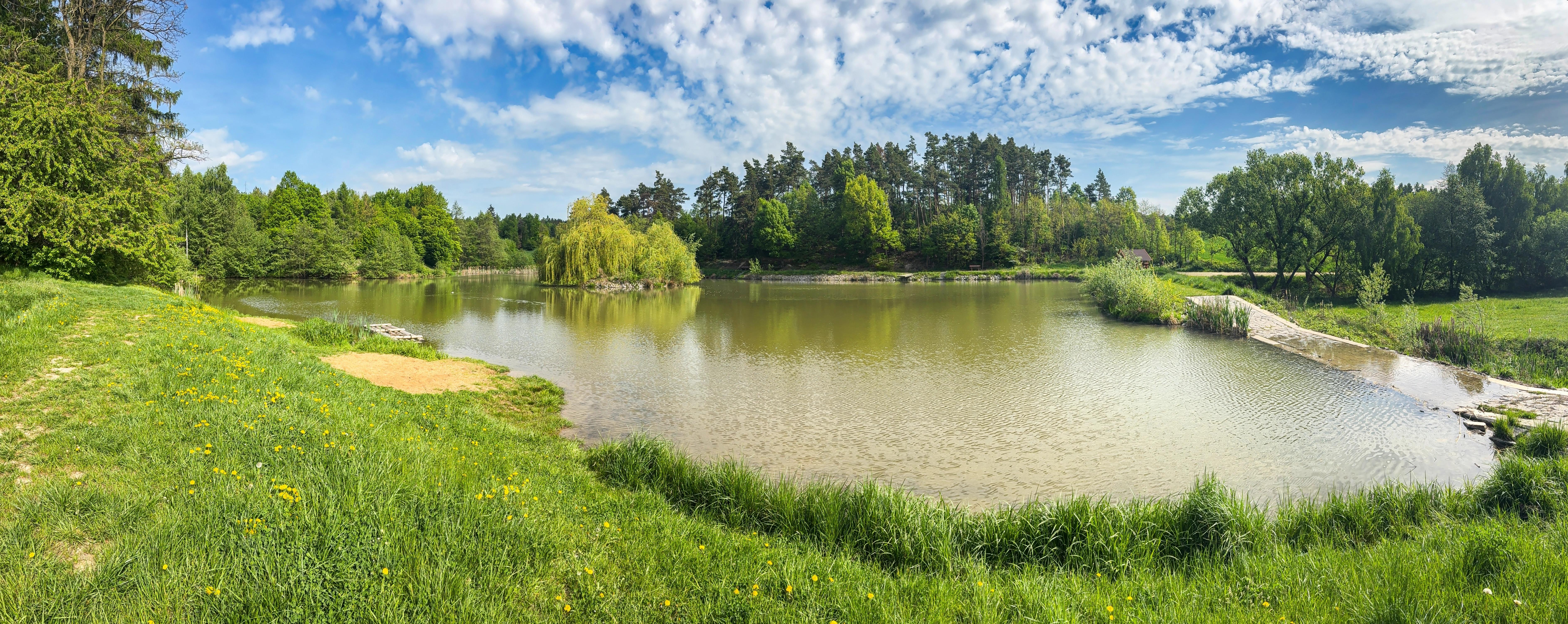 Klidná hladina rybníka v letní přírodě.