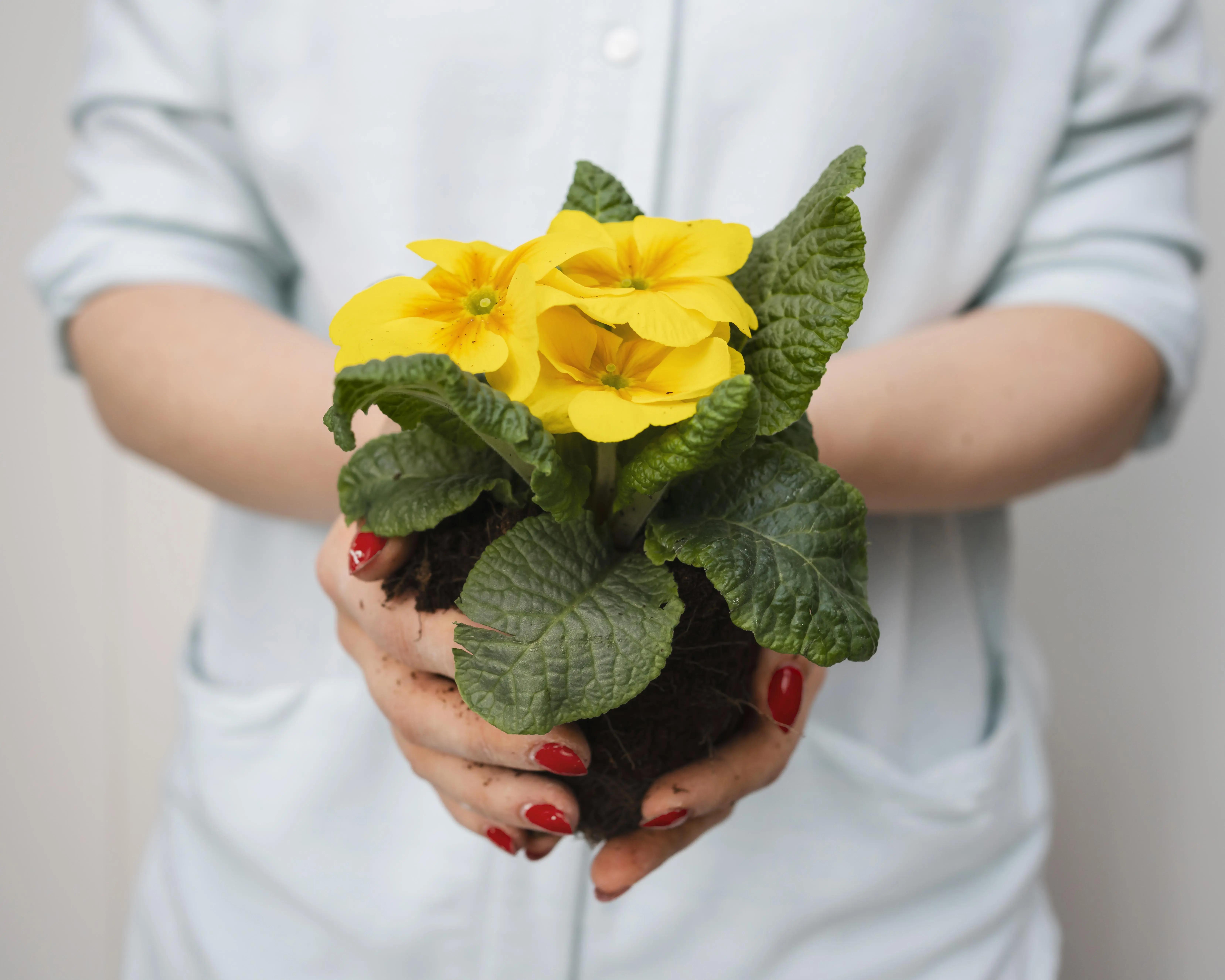 Kvetoucí pantoflíček v keramickém květináči