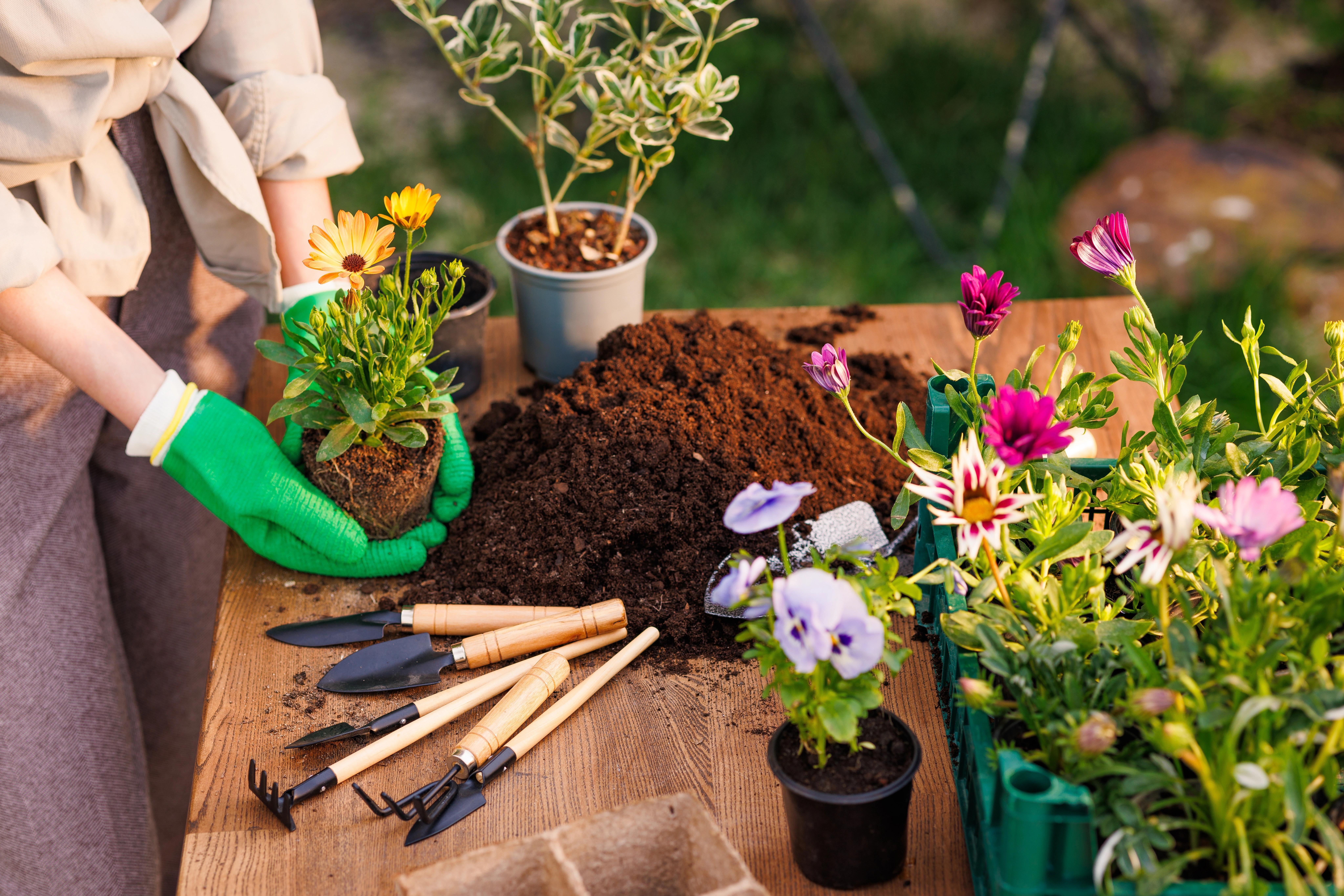 Lidé sází květiny a rostliny do hlíny na zahradě