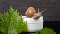 Slimák lezoucí po záhoně vedle salátu