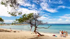 Pohled na písečnou pláž s osamělou borovicí, tyrkysovým mořem a lidmi užívajícími si letní den v Chorvatsku..